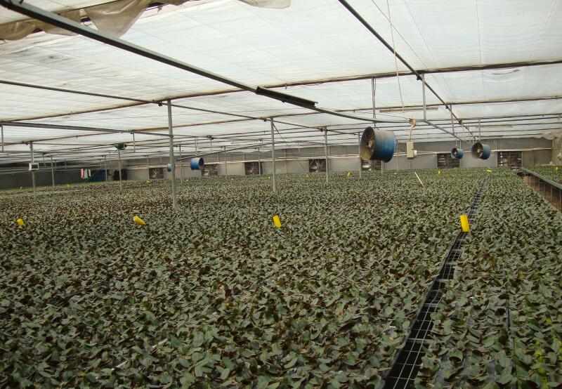 温室大棚工程色多多官网下载阳光板